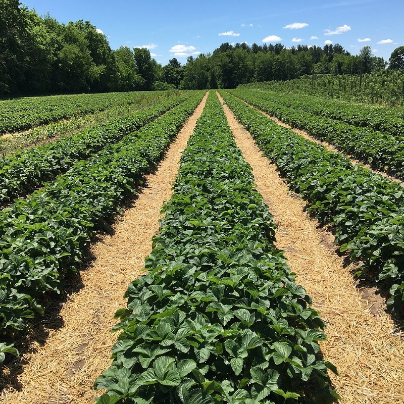 Rows of strawberry fields.